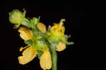 Beaked agrimony